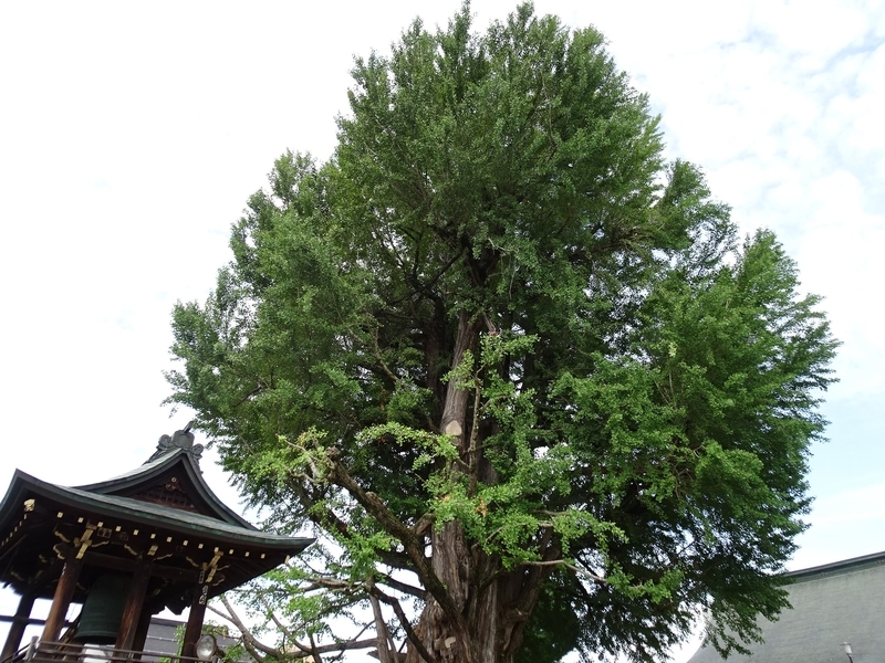 f:id:A-chi:20191006174945j:image:w490 f:id:A-chi:20191006174945j:image:w490