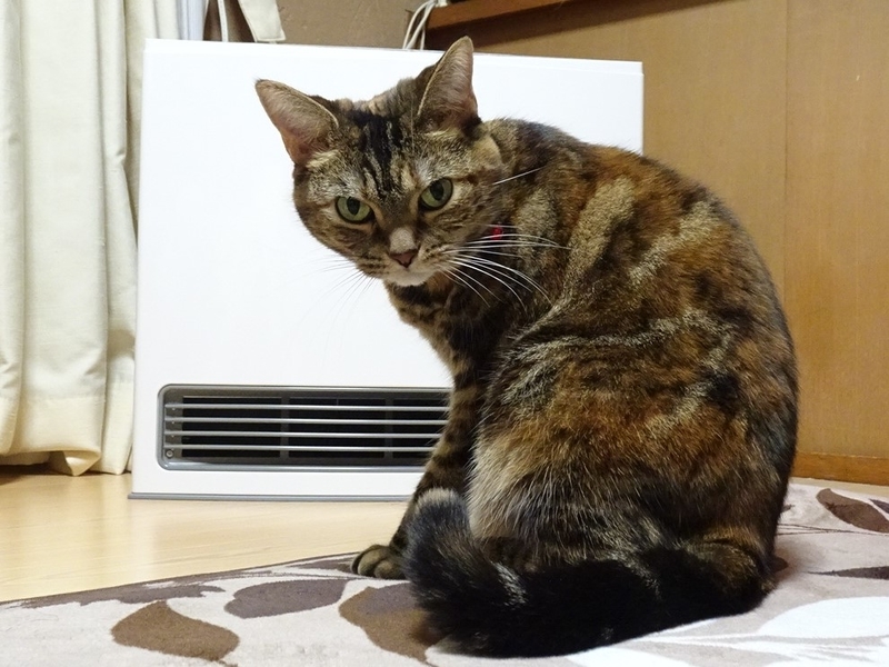 f:id:A-chi:20191128170003j:image:w490