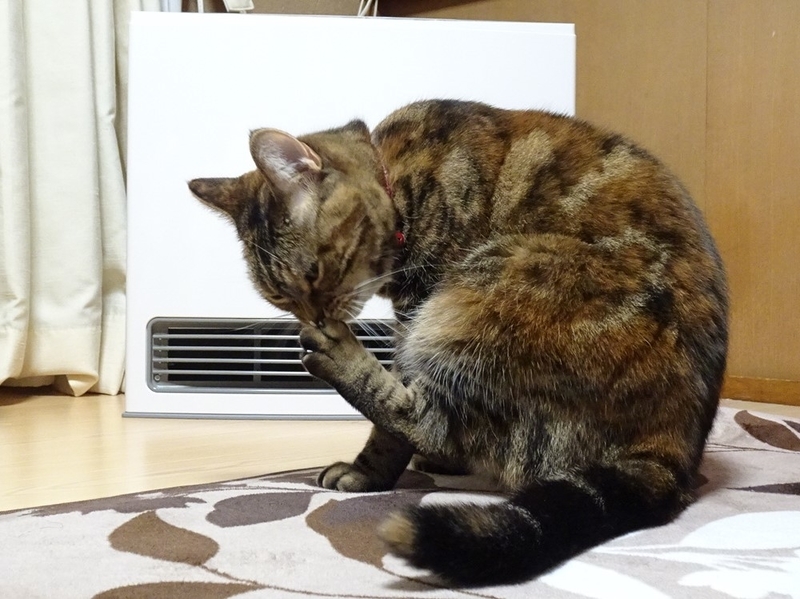f:id:A-chi:20191128170007j:image:w490