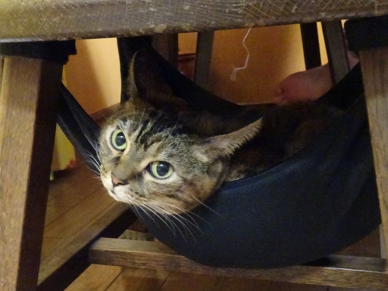 f:id:A-chi:20191231175407j:image:w490