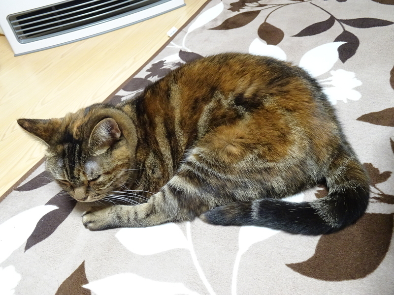 f:id:A-chi:20200128033611j:image:w490