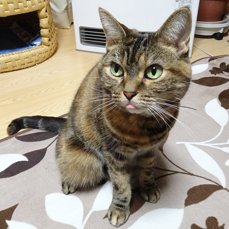 f:id:A-chi:20200310040608j:image:w470