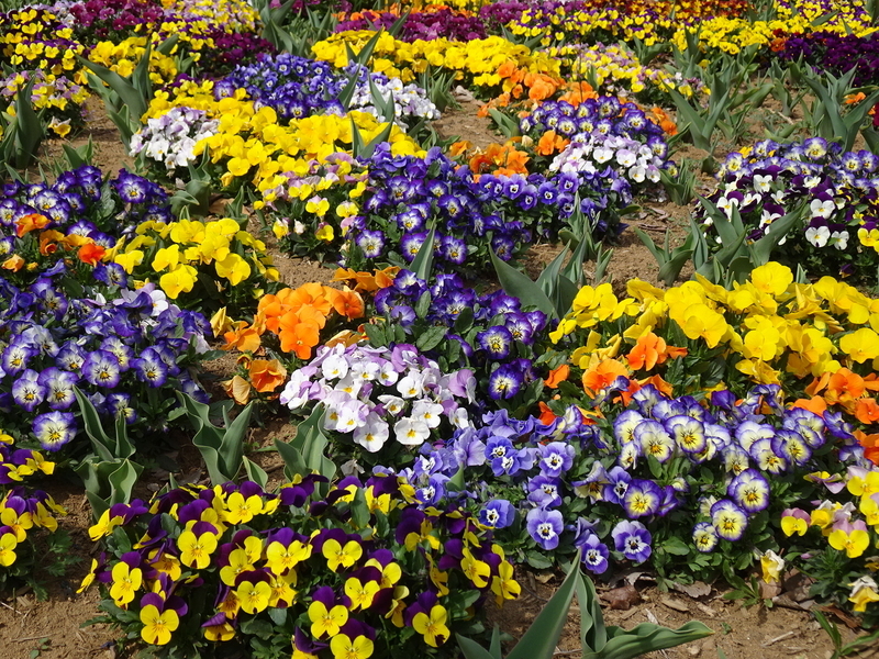 f:id:A-chi:20200323222753j:image:w490