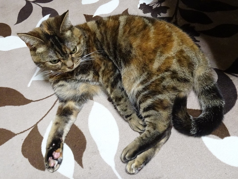 f:id:A-chi:20200329205043j:image:w490