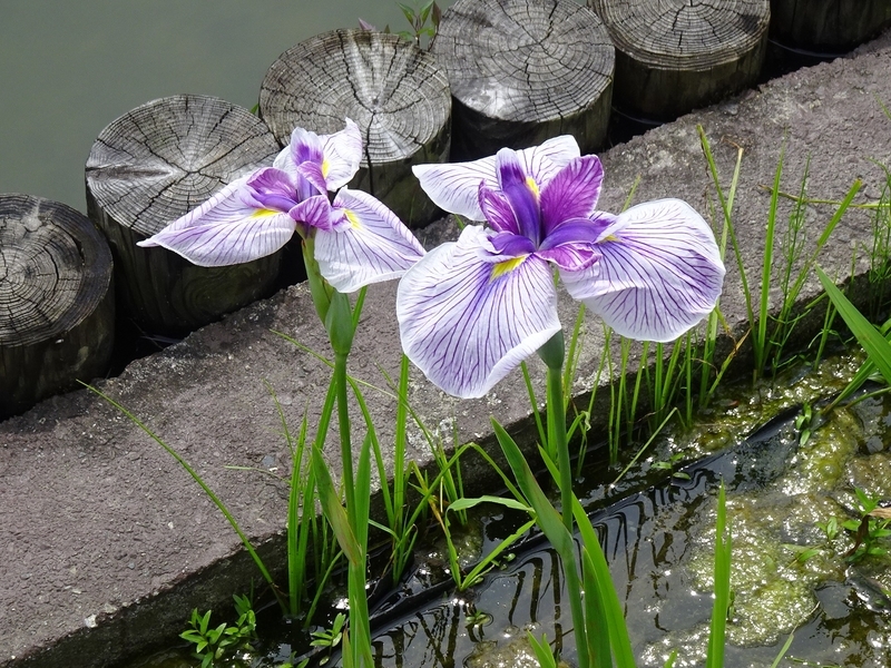 f:id:A-chi:20200607205122j:image:w490
