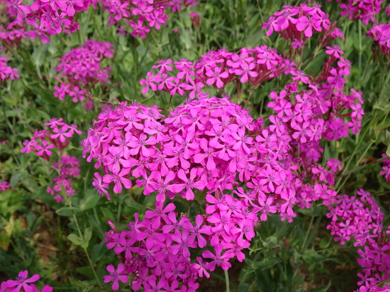f:id:A-chi:20200607205142j:image:w490