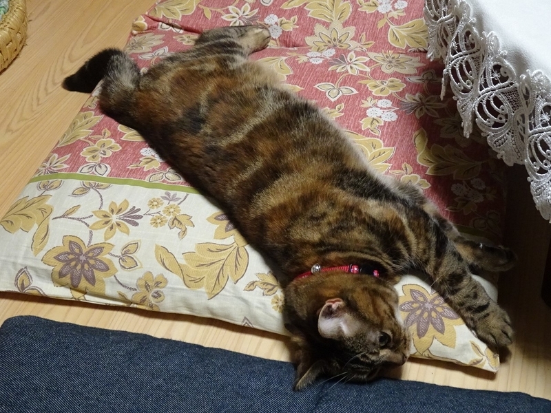 f:id:A-chi:20200812210902j:image:w490