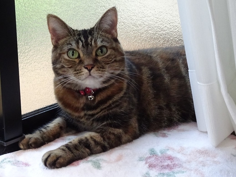 f:id:A-chi:20200902214120j:image:w490