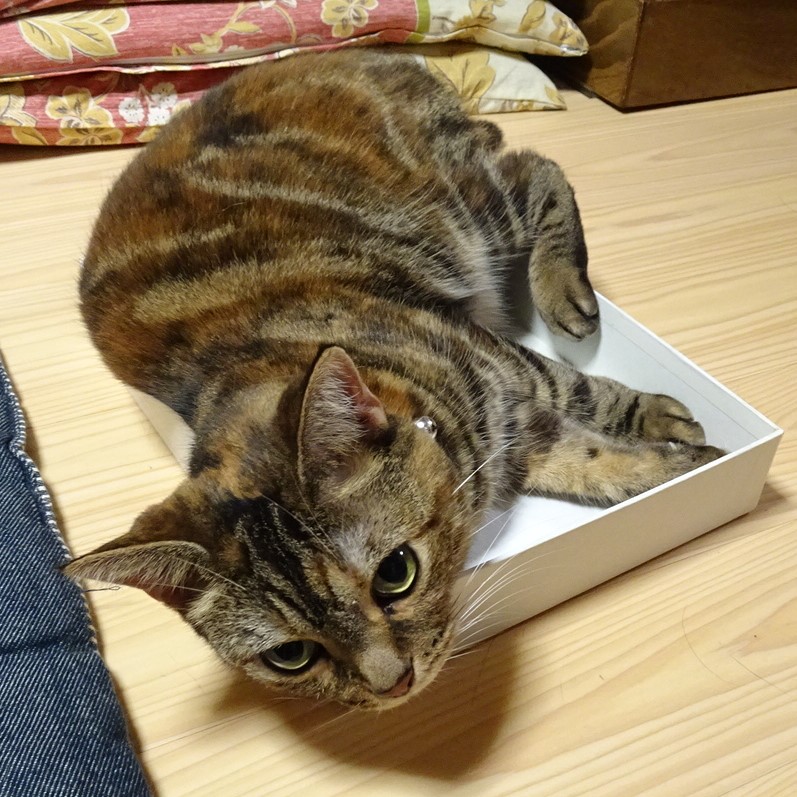 f:id:A-chi:20200913222951j:image:w470