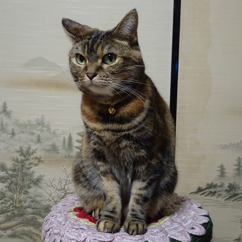 f:id:A-chi:20210206211311j:image:w470