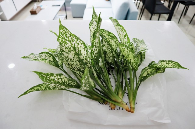 f:id:A-hanoi:20191121180853j:image