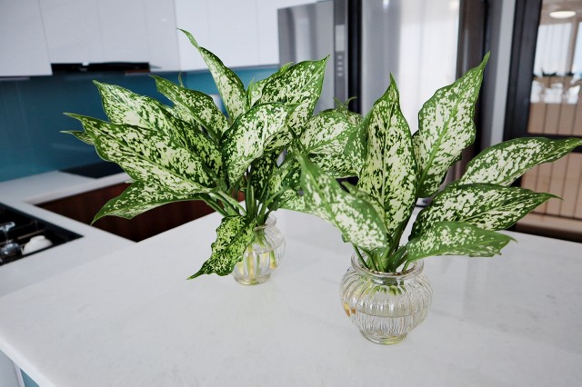 f:id:A-hanoi:20191121181104j:image
