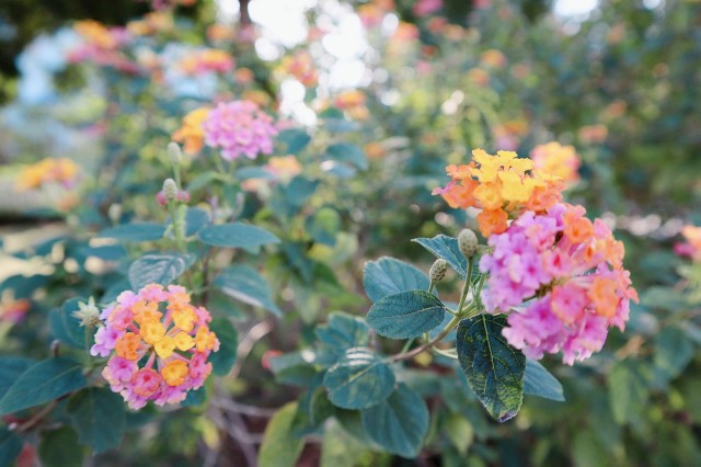 f:id:A-hanoi:20191206115300j:image