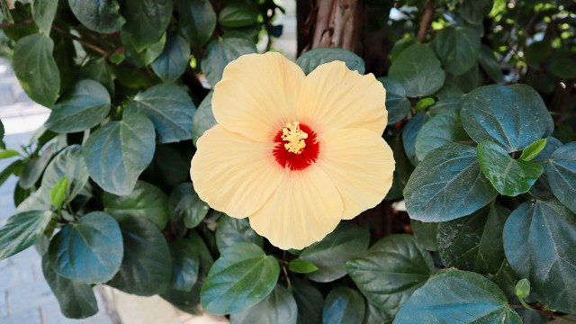 f:id:A-hanoi:20191206115309j:image