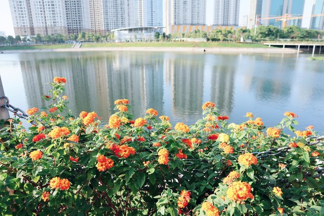 f:id:A-hanoi:20191206115328j:image