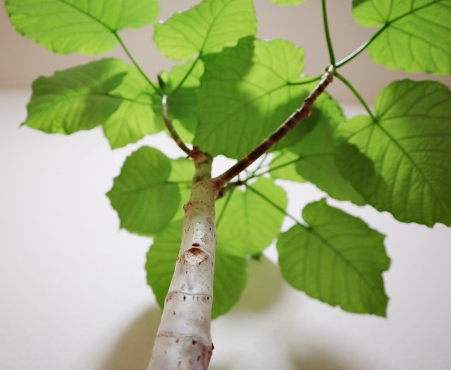 f:id:A-hanoi:20200111225407j:image