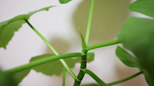 f:id:A-hanoi:20200111225436j:image