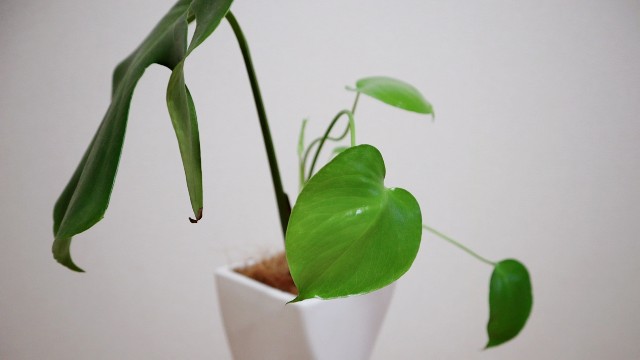 f:id:A-hanoi:20200111225654j:image