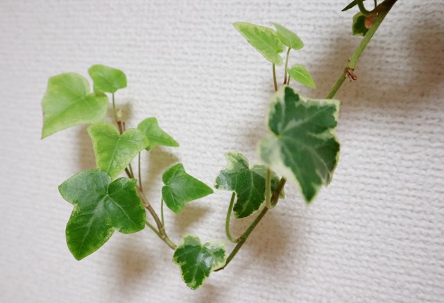 f:id:A-hanoi:20200111225906j:image