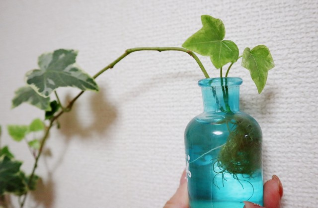 f:id:A-hanoi:20200111225918j:image