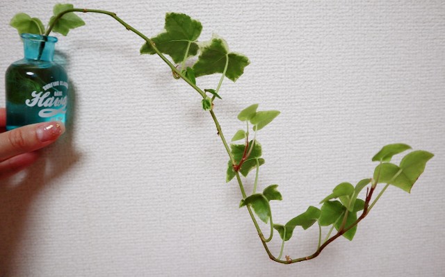 f:id:A-hanoi:20200111230219j:image