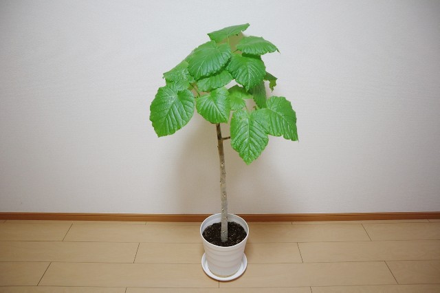 f:id:A-hanoi:20200111232928j:image
