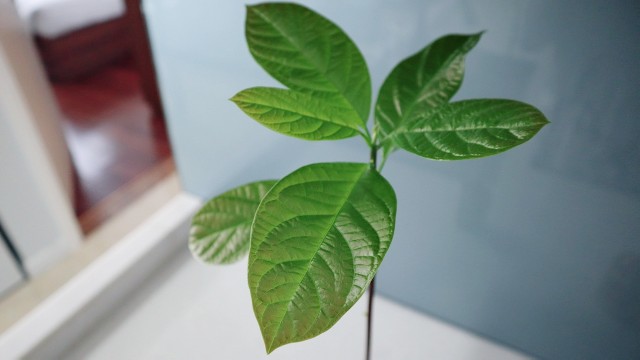 f:id:A-hanoi:20200201130635j:image f:id:A-hanoi:20200201130635j:image