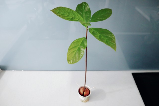 f:id:A-hanoi:20200201130652j:image f:id:A-hanoi:20200201130652j:image