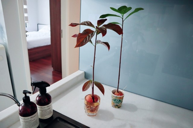 f:id:A-hanoi:20200203001107j:image f:id:A-hanoi:20200203001107j:image