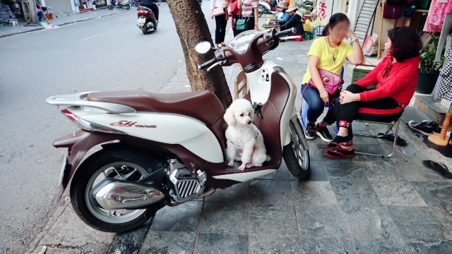 f:id:A-hanoi:20200224134226j:image