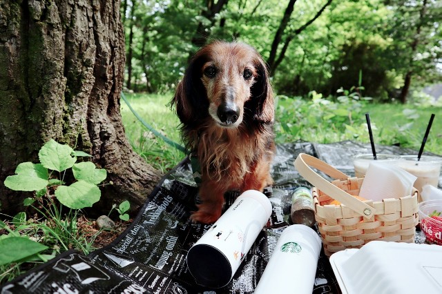 f:id:A-hanoi:20200515170718j:image f:id:A-hanoi:20200515170718j:image