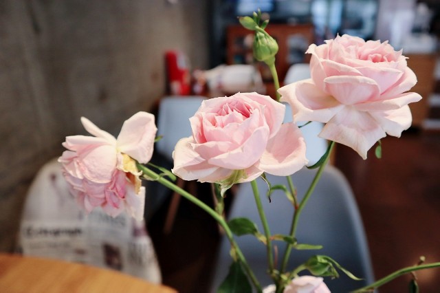 f:id:A-hanoi:20210408224237j:image