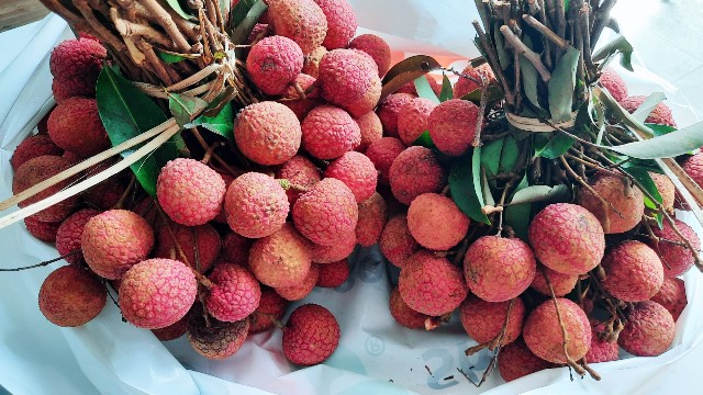 f:id:A-hanoi:20210615125828j:image