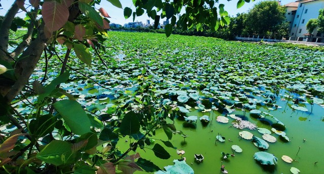 f:id:A-hanoi:20210626000800j:image