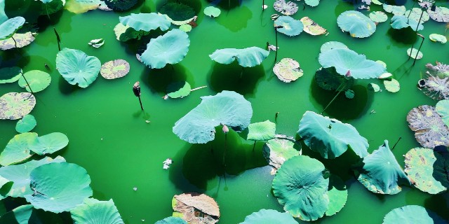 f:id:A-hanoi:20210626000849j:image