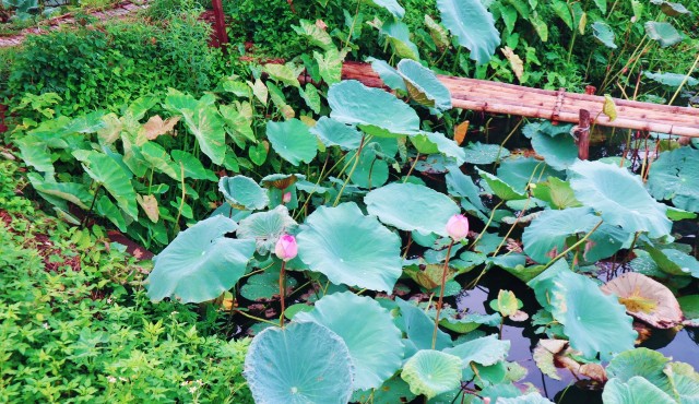 f:id:A-hanoi:20210701120100j:image