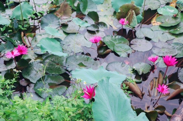 f:id:A-hanoi:20210701120412j:image