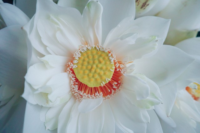 f:id:A-hanoi:20210714145418j:image