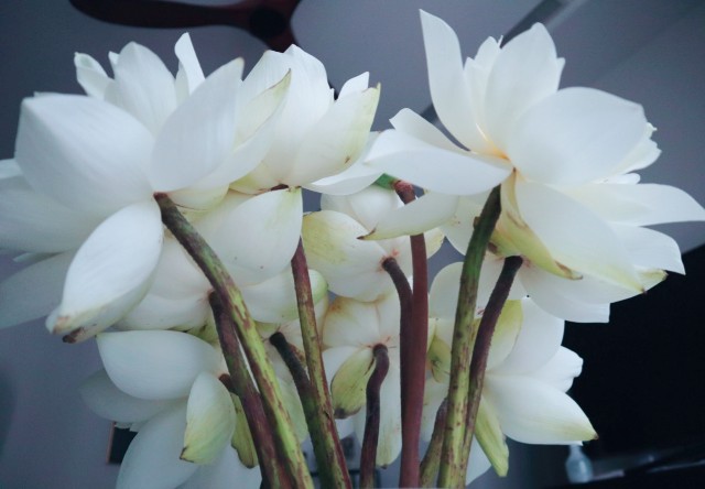 f:id:A-hanoi:20210714145438j:image