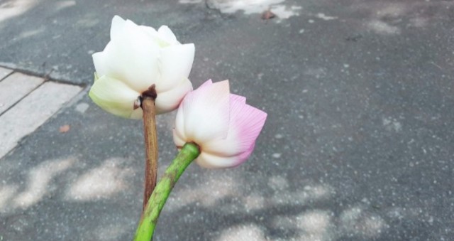 f:id:A-hanoi:20210715100003j:image
