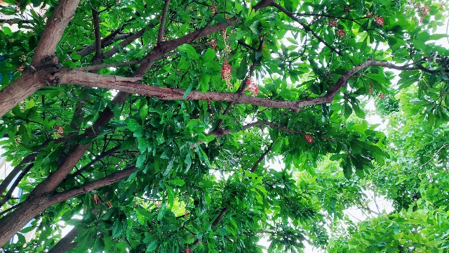 f:id:A-hanoi:20210807172617j:image f:id:A-hanoi:20210807172617j:image