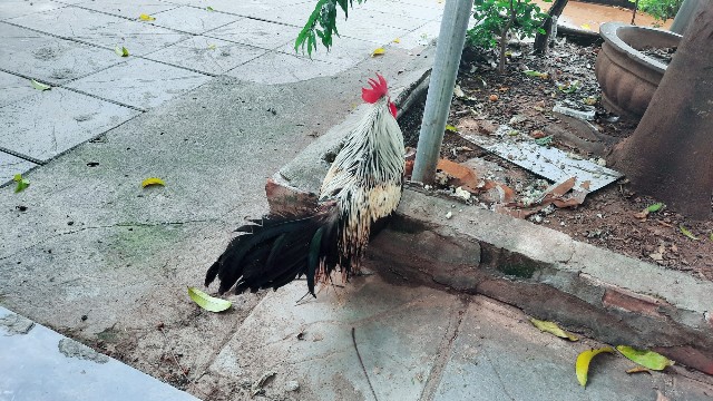 f:id:A-hanoi:20210814183407j:image