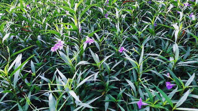 f:id:A-hanoi:20210903133435j:image