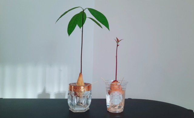 f:id:A-hanoi:20210930091643j:image