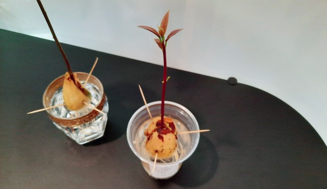 f:id:A-hanoi:20210930091652j:image