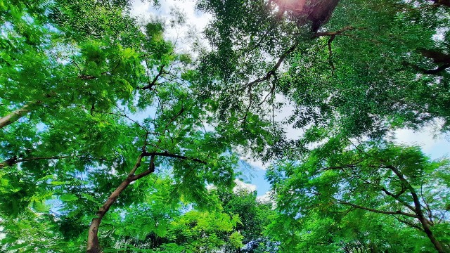 f:id:A-hanoi:20211004012231j:image