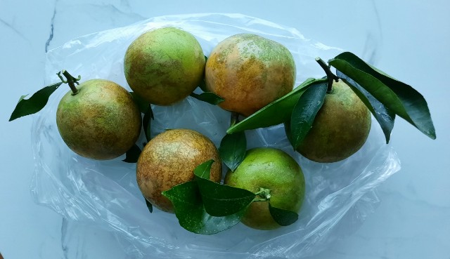 f:id:A-hanoi:20211020174240j:image