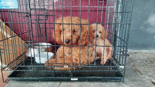 f:id:A-hanoi:20211208184114j:image f:id:A-hanoi:20211208184114j:image