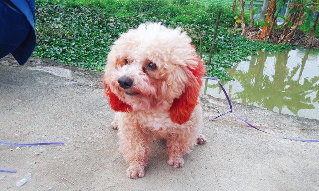 f:id:A-hanoi:20220120213554j:image