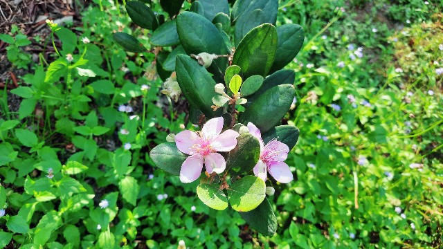 f:id:A-hanoi:20220205212247j:image